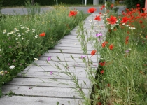 Lust auf Mohn (2012) | Foto: Heike Sichting