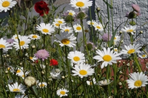 Neues von der Blumenwiese