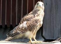 2017-0721-AZ-03_Ausschau nach Mama und Papa